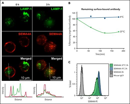 SEMA4A antibody is internalized in a temperature-dependent manner and localizes to the lysosomal compartment. (A) Immunofluorescence microscopy in NCI-H929 cells demonstrating localization of SEMA4A (green) and lysosomal-associated membrane protein 1 (LAMP-1) (red) before and after 3 hours of incubation at 37°C. Below the photomicrographs are plots showing fluorescence intensity as a function of distance from a reference point and confirming colocalization of SEMA4A with LAMP-1 after incubation. (B) Flow cytometry of NCI-H929 cells exhibiting the dynamics of SEMA4A internalization, as indicated by loss of antibody from the cell surface over time when cultured at 37°C but not at 4°C. (C) Histogram of cells from panel B, at the beginning and end of the time course. Internalization of SEMA4A from the cell surface affects the entire cell population. IgG1, immunoglobulin G1.