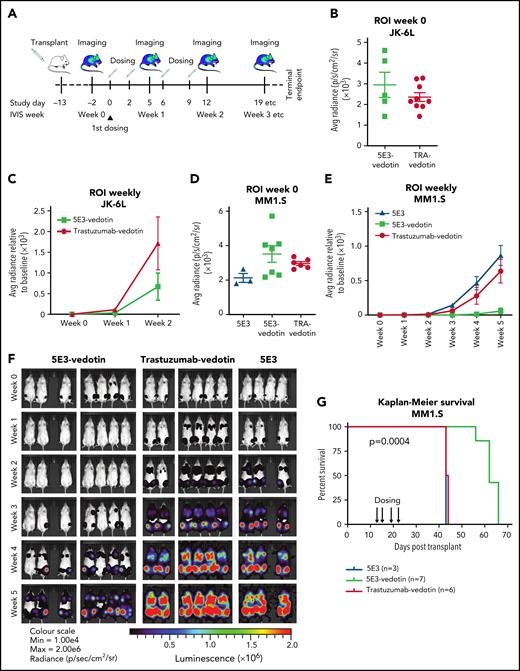 An ADC against SEMA4A is potent in vivo. (A) Xenograft model to test in vivo efficacy of 5E3-vedotin. Mice were injected with MM1.S-luciferase or JK-6L luciferase cells by tail vein injection at day −13 and established disease confirmed by luciferase intensity, measured by using an in vitro imaging system. 5E3-vedotin was injected via the tail vein at 4 mg/kg twice weekly for a total of 4 doses on days 0, 2, 6, and 9. Controls were trastuzumab-vedotin (isotype; TRA-vedotin) and nonconjugated 5E3 antibody. Mice were imaged weekly and at euthanasia. (B) Luciferase intensity in the regions of interest (ROI) of the JK-6L model before dosing, exhibiting similar disease dissemination levels between treatment and control arms. (C) Time course of luciferase intensity for the same study as in panel B. ROI intensity was normalized to the baseline ROI (week 0) for each mouse. (D) Luciferase intensity in the ROI of the MM1.S model before dosing. (E) Time course of luciferase intensity for the same study as in panel D. ROI intensity was normalized to the baseline ROI (week 0) for each mouse. (F) Images of luciferase intensity of the MM1.S model. (G) Kaplan-Meier curve for the MM1.S model comparing survival of mice in the 5E3-vedotin treatment group vs that of mice in the control groups. Survival was significantly increased in the treatment group compared with isotype control (Cox proportional hazards model, P = .0004). Error bars are ±SD.