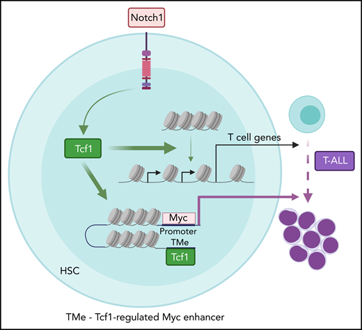 Model depicting the genome-scale actions of T-cell factor 1 (Tcf1) in promoting chromatin accessibility for T-cell development and leukemogenesis. Physiological Notch signaling directs Tcf1 to displace nucleosomes, paving the way for additional transcription factors to bind and induce T-cell differentiation genes. In contrast, supraphysiological Notch signaling directs Tcf1 to open a newly appreciated myelocytomatosis protooncogene (Myc) enhancer (TMe) that transforms Notch actions from physiological to oncogenic. HSC, hematopoietic stem cell. See the visual abstract in the article by Antoszewski et al that begins on page 2483.