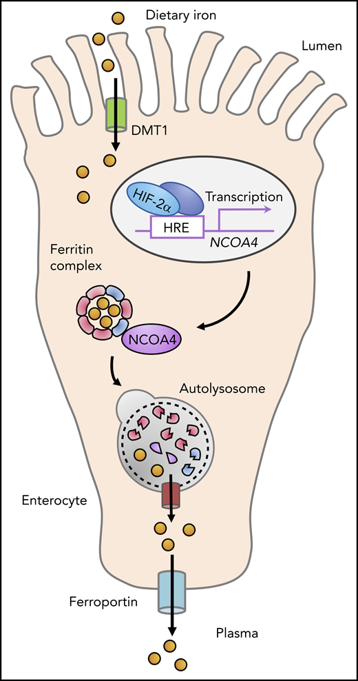 During the absorption of dietary nonheme iron in the proximal small intestine, iron traverses the enterocyte cytosol, where it may be stored in ferritin complexes. NCOA4, a cargo receptor that promotes the autophagic degradation of ferritin, is expressed in enterocytes and is upregulated by HIF-2α. NCOA4 activity enhances iron uptake in the context of systemic iron overload, because loss of NCOA4 in enterocytes attenuates systemic iron loading in a mouse model of hemochromatosis caused by hepcidin gene disruption.