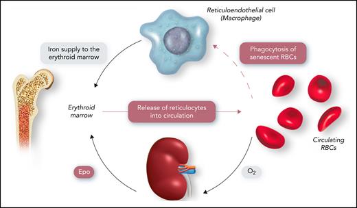 Human erythron and its regulation. A schematic representation of the human erythron (erythroid marrow plus circulating RBCs), the kidney oxygen-sensing apparatus, and the reticuloendothelial system that phagocytizes senescent RBCs and returns iron to the erythroid marrow. Professional illustration by Somersault18:24.
