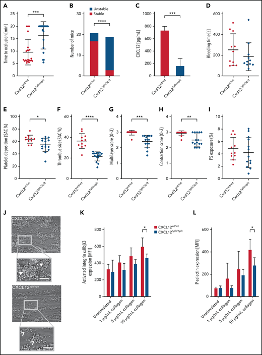 Platelet-derived CXCL12 promotes arterial thrombosis. (A-B) Thrombus formation was induced by FeCl3 in the carotid artery of ApoE−/− mice (n = 22). The time to occlusion (A) was measured by using Doppler sonography, and thrombi were classified into “stable” and “unstable” (B) as specified in the Methods. (C) Isolated mouse blood was activated with collagen (10 µg/mL), and the concentration of CXCL12 from the releasate was determined by enzyme-linked immunosorbent assay (n = 3). (D) Tail bleeding time was assessed (n = 11). (E-I) Multiparameter analysis of thrombus formation in a collagen-coated flow chamber perfused with murine whole blood (1000 s−1): platelet deposition (E), thrombus size (F), thrombus multilayer score (G), thrombus contraction score (H), and phosphatidylserine (PS) exposure (I) were assessed by Annexin V staining. (J) Representative micrographs (n = 11-15); note that Cxcl12wtlwt mice form large and contracted thrombi, in which individual platelets are barely recognizable (closed arrow heads), whereas Cxcl12Δplt/Δplt mice tend to generate smaller less contracted thrombi featuring clearly distinguishable individual platelets (open arrow head); scale bar overview, 50 µm; scale bar inlet, 10 µm. (K-L) Platelet activation by collagen (1, 5, and 10 µg/mL) was analyzed by upregulation of activated αIIbβ3 (K) and P-selectin (L) by flow cytometry (n = 6). Data represent mean ± standard deviation from the indicated numbers of independent experiments or mice. *P ≤ .05, **P ≤ .01, ***P ≤ .001, ****P ≤ .0001, as analyzed by using the Mann-Whitney U test (panels A and D), Fischer’s exact test (panel B), and unpaired t tests (panels C, E-I, K, and L). MFI, mean fluorescence intensity; SAC, surface area coverage.