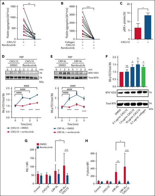 CXCL12-dependent platelet aggregation requires signaling through Btk. (A-B) Blood was pretreated for 30 minutes at 37°C with dimethyl sulfoxide (DMSO) (0.1% solvent control) or remibrutinib (0.1 µM) for Btk inhibition. Platelet aggregation was assessed by MEA after activation with collagen (0.1 µg/mL) and recombinant CXCL12 (0.1 µg/mL) or recombinant CXCL12 alone (1 µg/mL). (C) Phosphorylation of Btk (pBTK) in human platelets treated with CXCL12 (1 µg/mL) was analyzed by flow cytometry (n = 3). (D-F) PRP prepared from human blood was preincubated with DMSO (0.1%, solvent control) or remibrutinib (1 µM) for 30 minutes at 37°C before stimulation with CXCL12 (D), 2.5 µg/mL CRP-XL (E), or CXCL12 and collagen (n = 3) (F). Platelet aggregation was stopped after 1, 2, or 5 minutes by CGS buffer, and representative western blots patterns (upper panels D of and E) and quantification of Btk Y551 phosphorylation compared with total Btk (lower panels) are shown. (F) Phosphorylation of Y223 per total Btk after stimulation with CXCL12 (0.1-10 µg/mL) is shown in a representative immunoblot and densitometric quantification (lower panel) (n = 3). (G-H) Platelet activation was assessed by PAC-1 (activated αIIbβ3) and P-selectin antibody staining with and without Btk inhibition (0.1 µM remibrutinib) before stimulation with indicated combinations of recombinant CXCL12 (0.1 μg/mL) and CRP-XL (0.01 μg/mL). The samples were analyzed by using flow cytometry (n = 6). Platelet aggregation was assessed by MEA after activation with collagen (0.1 µg/mL) and CXCL12 (0.1 µg/mL) or CXCL12 alone (1 µg/mL). Data are represented as mean ± SD. Significant differences between different treatment groups are marked with asterisks *P ≤ .05, **P ≤ .01, ***P ≤ 0.001, ****P ≤ .0001, while differences between time points (D-E) within the same group are marked with hashtags ####P ≤ .0001 as analyzed by paired (A-B) or unpaired (C), t test and two-way analysis of variance (ANOVA) with Dunnett’s multiple comparison test (D,E,G,H). *DMSO + CRP-XL vs remibrutinib + CRP-XL of each time point and # at each time point vs time point 0. AU, arbitrary units; MFI, mean fluorescence intensity; ns, not significant.