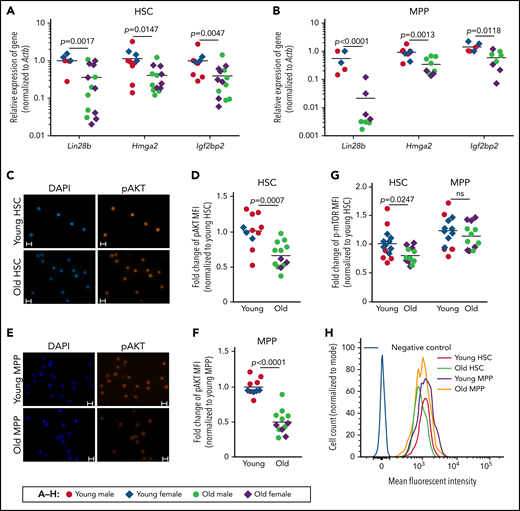 Aged HSCs exhibit decreased expression of Lin28b-Hmga2-Igf2bp2 mRNAs and reduced activity of the PI3K/AKT/mTOR pathway. Quantitative reverse transcription-polymerase chain reaction (qRT-PCR), immunofluorescence, and fluorescence-activated cell sorting (FACS) analyses of freshly isolated total CD150+ (high and low) HSCs (CD150+CD34−LSK) and MPPs (CD34+LSK) from young mice (range: 3-6 months) and old mice (range: 22-28 months). (A-B) The relative mRNA expression of Lin28b, Hmga2, and Igf2bp2 (relative to Actb) was analyzed by qRT-PCR in HSCs (A) and MPPs (B). Five to 14 mice per group were analyzed in 2 independent experiments. For each gene and cell type, one sample of young wild-type mice was set to 1 and used as callibrator. Data were log2 transformed and analyzed by Welch’s t test. (C-F) Representative micrographs and quantification of the MFI of p-AKT staining in HSCs (C-D) and MPPs (E-F). The MFI of young mice was normalized to 1 for each of the 2 cell populations. A total of 10 to 13 mice per age group were analyzed in 2 independent experiments. Statistical significance was assessed by Welch’s t test. (C,E) Bars represent 10 μm. (G-H) Quantification and representative FACS profiles of the fluorescence intensity of p-mTOR in HSCs and MPPs. (G) The mean of the MFI of HSCs from young mice was set to 1. A total of 12 to 14 mice per group were analyzed in 2 independent experiments. Statistical significance was assessed by 2-way analysis of variance on log-transformed data followed by pairwise t tests with Sidak’s correction for multiple comparisons. (H) Representative FACS profiles of HSCs and MPPs from young and old mice. (A-B,D,F-G) Horizontal lines represent the mean of the indicated group. MFI, mean fluorescence intensity; ns, nonsignificant.