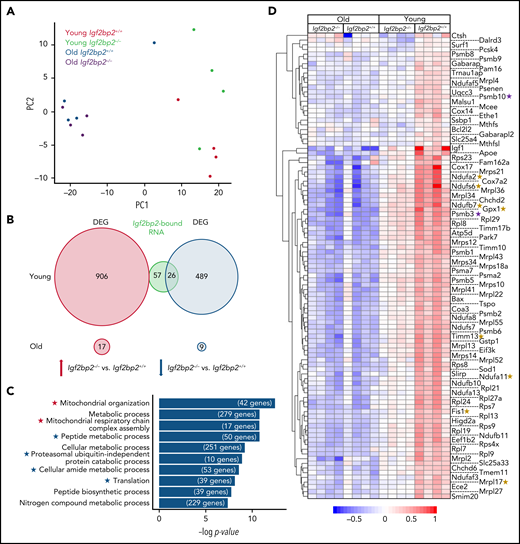 Igf2bp2 deletion decreases the expression of genes related to mitochondrial metabolism and protein synthesis in young myeloid-biased HSCs. Myeloid-biased HSCs (CD150highCD34−LSK) were isolated from young (3 months) and aged (range: 22-26 months) Igf2bp2+/+ and Igf2bp2−/− male mice. HSCs from individual mice were analyzed by RNA-seq (n = 4 mice per group). DEGs were identified by the DESeq2 R package (v1.28.1), using the Benjamini-Hochberg–adjusted P < .05 as a cutoff. In myeloid-biased HSCs from young Igf2bp2−/− vs Igf2bp2+/+ mice, 1421 DEGs were identified, compared with only 26 DEGs in myeloid-biased HSCs from old Igf2bp2−/− vs Igf2bp2+/+ mice. (A) Principal component analysis (PCA) found that the first PC separated the HSC transcriptomes based on age and that the second PC separated Igf2bp2 gene status in young mice, but not in the HSCs from old mice. (B) A Venn diagram depicting the number of upregulated (red circle) and downregulated (blue circle) DEGs in myeloid-biased HSCs of Igf2bp2−/− vs Igf2bp2+/+ from young (top) or old (bottom) mice. The DEGs in myeloid-biased HSCs of young Igf2bp2−/− vs Igf2bp2+/+ mice overlapped with 83 mRNAs (green circle) that had been identified to be directly bound by IGF2BP2 in brown fat.14 Note that mRNA species that are bound by IGF2BP2 exclusively overlapped the downregulated DEGs in myeloid-biased HSCs of Igf2bp2−/− vs Igf2bp2+/+ mice. (C) Bar graph depicts the top 10 GO terms enriched for downregulated DEGs in young Igf2bp2−/− mice vs Igf2bp2+/+ mice (Benjamini-Hochberg correction). The gene number enriched in each term is shown at the end of the bar. Asterisks highlight mitochondria metabolism (red) and protein synthesis-related (blue) GO terms. (D) The heat map shows the expression pattern of all DEGs included in GO terms related to mitochondria metabolism and protein synthesis, as marked by asterisks in panel C. The color scale indicates the expression level. The heat map includes 10 target genes that have been shown to be bound by IGF2BP2 in brown adipose tissue14 (green circle in panel B) including 8 genes related to mitochondrial metabolism (marked by yellow asterisks) and 2 genes related to protein synthesis (marked by purple asterisks). An analysis of variance was applied to compare the expression of genes shown in the heat map of young Igf2bp2−/− myeloid-biased HSCs with old Igf2bp2−/− myeloid-biased HSCs (P = .26); of young Igf2bp2+/+ myeloid-biased HSCs with old Igf2bp2+/+ myeloid-biased HSCs (P = .048); or of young Igf2bp2−/− myeloid-biased HSCs with old Igf2bp2+/+ myeloid-biased HSCs (P = .49). The Igf2bp2 deletion makes the expression profile of mitochondria metabolism and protein synthesis–related genes of young myeloid-biased HSCs more similar to that of old myeloid-biased HSCs.