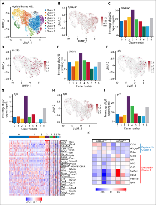 Igf2bp2 expression in young HSCs cosegregates with Lin28b, Igf/Pi3k, and stemness-related gene expression signatures. Freshly purified myeloid-biased HSCs (CD150highCD34−LSK) from 6-week-old male wild-type mice were analyzed by scRNA-seq (single-pool analysis of n = 5 mice). (A) UMAP plot with Seurat clustering analysis revealing 9 distinct clusters (0-8). (B-I) Feature plots and histograms on target genes of the Lin28/Igf2bp2 pathway depicting the expression levels and the percentage of positive cells in the HSC subclusters for Igf2bp2 (B-C), Lin28b (D-E), Igf2 (F-G), and Igf1 (H-I). Gray dots indicate no expression, and the intensity of the red dots indicates the expression level of each gene. (J) Heat map of DEGs in myeloid-biased HSCs from cluster 3 (enriched for Igf2bp2 expressing cells) compared with myeloid-biased HSCs from clusters 0, 4, 5, and 8 (Bonferroni-adjusted P < .01). The color scale indicates gene expression level. The cluster is enriched for expression of known stemness-related genes (Mllt3, Cdkn1c, Procr, Xbp1, and Slfn2); for imprinted genes expressed in quiescent-enriched, long-term HSCs33 (Meg3, Rian, and Cdkn1c); and for positive regulators of Igf/Akt signaling (Pik3r1 and Igf1), but is depleted for the expression of inhibitors of Igf/Akt signaling (Cmtm7 and Igfbp4). (K) Heat map of the expression pattern of marker DEGs of myeloid-biased HSCs from cluster 3 in panel J that overlapped with the DEGs in young Igf2bp2−/− myeloid-biased HSCs vs Igf2bp2+/+ myeloid-biased HSCs from bulk RNA sequencing analysis (Figure 2). UMAP, Uniform Manifold Approximation and Projection.