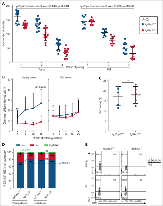 Igf2bp2 deletion impairs repopulation and colony-forming capacity of young but not old HSCs. Freshly isolated HSCs from Igf2bp2+/+ and Igf2bp2−/− mice were analyzed. (A) Myeloid-biased HSCs (CD150highCD34−LSK; n = 500) from male mice at young age (range: 3-6 months) and old age (range: 22-26 months) were plated for 3 rounds to determine the colony-forming capacity (8-12 mice per group). Statistical analysis by 3-way analysis of variance (ANOVA; using "program package R v3.6.3, function aov()") revealed that age (P < .0001), genotype (P < .0001), and round of plating (P < .0001) significantly affected the colony-forming capacity. Moreover, age and genotype had a significant combinatorial effect (P = .0119). Post hoc testing with 2-way ANOVA for separate age groups indicated that Igf2bp2 deletion had a stronger effect on impairing the colony-forming capacity of myeloid-biased HSCs from young mice (effect size: −31.84 units; P < .0001) compared with aged mice (effect size: −15.42 units; P = .0031). (B,D-E) Myeloid-biased HSCs (CD150highCD34−LSK; n = 100) from young donors (3-6 months) or 1000 total CD150+ (high and low) HSCs (CD150+CD34−LSK) from old donors (27 months) were transplanted along with 1 × 106 competitor BM cells (CD45.1). Young HSCs, 9-10 donors and recipients (1:1 transplantation) per group; old HSCs, 4 to 5 recipient per group. (B) Analysis of the total chimerism of donor-derived cells in PB at the indicated time points after transplantation. (D-E) Donors were analyzed 16 or 20 weeks after transplantation. Cell cycle status of donor-derived HSCs: quantification (D) and representative fluorescence-activated cell sorting plots (E). (C) Percentage of homed myeloid-biased HSCs (CD150highCD34−LSK) from 3-month-old Igf2bp2−/− vs Igf2bp2+/+ donor mice (n = 5 mice per group). (B-D) Statistical significance of genotype-dependent difference in young or old donors was determined by Welch’s t test. All data are expressed as the mean ± SD; ns, nonsignificant.