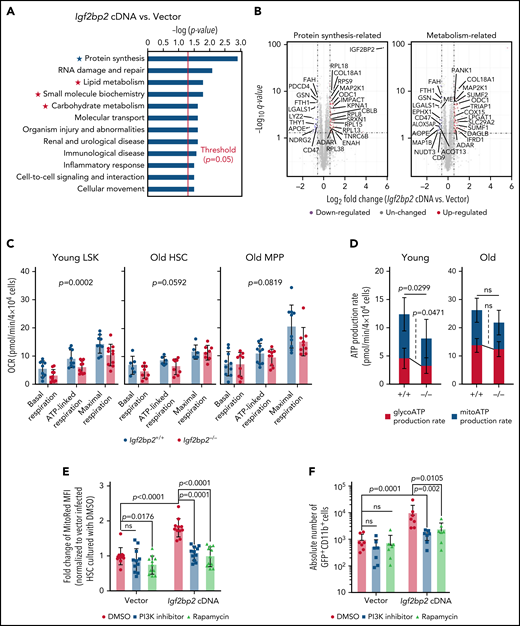 Igf2bp2 regulates mitochondrial activity in HSPCs of mice. (A-B) Freshly isolated, total CD150+ (high and low) HSCs (CD150+CD34−LSK) from wild-type males (range: 24-27 months) were virally infected with Igf2bp2 cDNA or an empty vector (control). After transduction (2.5 days), transduced cells (CD48−LSKs) were re-sorted for proteomics analysis (n = 5 replicates per group). (A) Ingenuity Pathway Analysis (IPA) on differentially expressed proteins, Fisher’s exact test with Benjamini-Hochberg–corrected P values. (B) The differentially expressed proteins related to protein synthesis (marked by blue asterisks) metabolism (marked by red asterisks). Volcano plots on differentially expressed proteins related to protein synthesis (left, marked by blue asterisks in panel A) and metabolism (right, marked by red asterisks in panel A) in Igf2bp2-overexpressing cells compared with control cells. Relative quantification was performed in Spectronaut for each pairwise comparison using the replicate samples from each condition. (C-D) Freshly isolated LSK (lineage−cKit+Sca1+) from young mice (range: 3-6 months) and total CD150+ (high and low) HSCs (CD150+CD34−LSK) and multipotent progenitors (CD34+LSKs = MPPs) from old mice (range: 22-26 months) were used for respirometry analysis of Igf2bp2−/− vs Igf2bp2+/+ mice. (C) Quantification of oxygen consumption rates (OCRs) for basal respiration, ATP-linked respiration and maximal respiration of cells of the indicated genotype and age (young LSK cells, 9-10 mice per genotype, 2 independent experiments; old HSCs, 6 to 8 mice per genotype, 2 independent experiments; and old MPPs, 9 to 10 mice per genotype, 3 independent experiments). Linear modeling and analysis of variance (ANOVA; using "program package R v3.6.3, function aov()") on genotype and all respirometric parameters revealed a significant reduction of the OCR in LSK cells of young mice (P = .0002) but not in HSCs (P = .0592) or MPPs (P = .0819) of old mice. (D) Histogram of the ATP production rate. Young LSKs (left): 11 to 13 mice per genotype, 4 independent experiments; old HSCs (right), 8 to 11 mice per genotype, 3 independent experiments. Statistical analysis was performed with Welch’s t test. (E-F) Transduced HSCs were cultured with dimethyl sulfoxide (DMSO; control; circles) or inhibitors of PI3K (squares) or rapamycin (triangles) starting 12 hours after transduction. (E) The mitochondrial potential of transduced CD48− LSK cells was determined 2 days after culture initiation by MitoRed fluorescence-activated cell sorting (FACS) analysis. The mean fluorescence intensity of MitoRed was normalized to DMSO treated, vector-transduced cells set to 1. A total of 11 mice per group in 3 independent experiments. (F) The absolute number of DAPI−GFP+CD11b+ cells in the indicated groups was analyzed 7 days after culture initiation by FACS (n = 7 mice per group in 3 independent experiments). (E-F) Statistical analysis by 2-way ANOVA on log-transformed data followed by pairwise t tests with Sidak’s correction for multiple comparisons. All data are expressed as the mean ± SD; ns, nonsignificant.