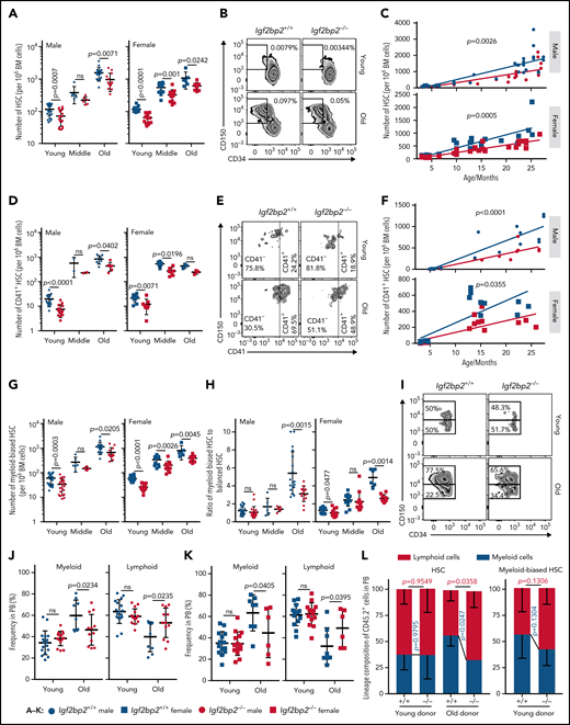Igf2bp2 deletion ameliorates aging-associated myeloid-biased HSC expansion and myeloid skewing in PB. Fluorescence-activated cell sorting (FACS) analysis of the frequencies of CD150+ (high and low) HSCs (CD150+CD34−LSK) (A-C), myeloid-restricted HSCs (CD41+CD150+CD34−LSK) (D-F), and myeloid-biased (CD150highCD34−LSK) (G-H) vs balanced HSCs (CD150lowCD34−LSK) in total BM cells from Igf2bp2+/+ and Igf2bp2−/− mice at young (range: 3-6 months), middle (range: 9-15 months), and old (range: 18-27 months) age. (A,D,G) Graphs show the number of HSCs per 106 total BM cells. Data points represent 6 to 24 individual mice per group. (B,E,I) Representative FACS plots. (C,F) Scatter plots depict the number of HSCs per 106 total BM cells. The slopes were analyzed by linear regression; group-wise (dis)agreement of models was determined with a Wald test (C), regression coefficients R2 = 0.7517 for Igf2bp2+/+ male mice, R2 = 0.7174 for Igf2bp2−/− male mice; R2 = 0.709 for Igf2bp2+/+ female mice, and R2 = 0.8576 for Igf2bp2−/− female mice; (F) R2 = 0.851 for Igf2bp2+/+ male mice, R2 = 0.8504 for Igf2bp2−/− male mice R2 = 0.6363 for Igf2bp2+/+ female mice, and R2 = 0.5988 for Igf2bp2−/− female mice. (H) Ratio of myeloid-biased HSCs to balanced HSCs of mice of the indicated age group, sex, and genotype. (J-K) The frequency of myeloid cells (including Gr1+ cells and CD11b+ cells) and lymphoid cells (including B220+, CD4+, and CD8+ cells) in PB of the indicated genotypes of male (J) and female (K) mice at young (range: 3-6 months) and old (range: 22-27 months) ages. Data points represent 6 to 17 mice per genotype per age. (A,D,G-H,J-K) Statistics were calculated by 2-way analysis of variance on log-transformed data (A,D,G), on logit-transformed data (H), or on original data (J-K), followed by Sidak’s test for multiple comparisons. The y-axes of panels A, D, and G are in log scale. (L) HSCs from young (range: 3-6 months) or old (27 months) donors were transplanted along with competitor total BM cells (CD45.1). Analysis of myeloid cells (including Gr1+ and CD11b+ cells) vs lymphoid cells (including B220+, CD4+, and CD8+ cells) in donor-derived cells in PB 16 or 20 weeks after transplantation. Lineage composition in donor-derived PB of recipients of CD150+ (high and low) HSCs from young and old donors (4-5 mice per group; left). Lineage composition in donor-derived PB of recipients of myeloid-biased HSCs (right; CD150high) from young donors (9-10 mice per group; right). Note the myeloid skewing in transplantation of CD150+ (high and low) HSCs from old donors was rescued by Igf2bp2 depletion. Statistical significance of genotype-dependent differences between young and old donors was calculated by Welch’s t test. Data are expressed as the mean ± SD. ns, nonsignificant.