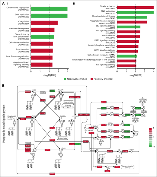 Gene set enrichment analysis of WT and Pf4-Grin1−/− MK transcriptomes. (A) Bar graphs showing differential expression of the gene ontology (GO) biologic processes (i) and Kyoto Encyclopedia of Genes and Genomes pathways (ii) in Pf4-Grin1−/− MKs compared with WT MKs assayed with Clariom S Pico RNA microarray (n = 6 samples per strain). Upregulated pathways are shown in red and downregulated in green. Gene set enrichment analysis was performed using the WebGestalt online tool, and a gene set was considered enriched where the false discovery rate (FDR) adjusted P value was ≤.01. Selected enriched data sets are shown, listed in order of descending FDR. FDR values were transformed and are shown as −log10(FDR). (B-C) Schematics showing transcriptional changes in Pf4-Grin1−/− MKs affecting the phosphatidylinositol signaling system (mmu04070) (B) and inflammatory mediator regulation of transient receptor potential (TRP) channel (mmu04750) (C) pathways mapped with the R package Pathview. Upregulated genes are shown in red and downregulated in green, and genes not mapped from our data set are in gray. Abbreviations of deregulated molecules are provided. Other pathway details can be found through the following links: https://www.genome.jp/dbget-bin/www_bget?mmu04070 (for mmu04070 shown in panel B) and https://www.genome.jp/entry/mmu04750 (for mmu04750 shown in panel C). Molecules marked by numbers refer to a series of inositol, diacylglycerol, or lipid synthases, kinases, and phosphatases. Additional data are provided in supplemental Tables 3 and 4, data supplement, and under Gene Expression Omnibus accession number GSE183044. AC, adenylate cyclase; ASIC, acid-sensing ion channel; BK, kininogen; B1/B2, bradykinin receptors; CaM or CALM, calmodulin; EP, prostaglandin E receptor; GF, insulin-like growth factor; Gq and Gs, guanine nucleotide binding proteins; H1, histamine receptor; 5HTR, serotonin receptor; IL-1β, interleukin-1β; INPP4, inositol polyphosphate-4-phosphatase; p38/JNK, p38 MAP kinase; MKK3/6, MAP kinase kinase 3/6; NGF, nerve growth factor; P2YR, P2Y receptor; P450, cytochrome P450; PAR2, thrombin receptor-like 1; PI4K, phosphatidylinositol 4-kinase; PIK3C, phosphoinositide-3-kinase regulatory subunits; PIKFYVE, phosphoinositide kinase, FYVE type; PKC, protein kinase C; PLCβ, phospholipase Cβ; PP1, protein phosphatase 1; PTEN, phosphatase and tensin homolog; SHIP, inositol polyphosphate-5-phosphatase D; Src, tyrosine-protein kinase Src; TrkA, neurotrophic tyrosine kinase receptor; TRPA1, transient receptor potential cation channel subfamily A member 1; TRPM8, transient receptor potential cation channel subfamily M member 8; TRPV1-TRPV4, transient receptor potential cation channel subfamily V members 1-4.