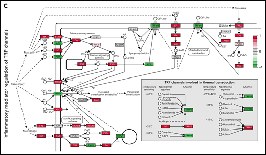 Gene set enrichment analysis of WT and Pf4-Grin1−/− MK transcriptomes. (A) Bar graphs showing differential expression of the gene ontology (GO) biologic processes (i) and Kyoto Encyclopedia of Genes and Genomes pathways (ii) in Pf4-Grin1−/− MKs compared with WT MKs assayed with Clariom S Pico RNA microarray (n = 6 samples per strain). Upregulated pathways are shown in red and downregulated in green. Gene set enrichment analysis was performed using the WebGestalt online tool, and a gene set was considered enriched where the false discovery rate (FDR) adjusted P value was ≤.01. Selected enriched data sets are shown, listed in order of descending FDR. FDR values were transformed and are shown as −log10(FDR). (B-C) Schematics showing transcriptional changes in Pf4-Grin1−/− MKs affecting the phosphatidylinositol signaling system (mmu04070) (B) and inflammatory mediator regulation of transient receptor potential (TRP) channel (mmu04750) (C) pathways mapped with the R package Pathview. Upregulated genes are shown in red and downregulated in green, and genes not mapped from our data set are in gray. Abbreviations of deregulated molecules are provided. Other pathway details can be found through the following links: https://www.genome.jp/dbget-bin/www_bget?mmu04070 (for mmu04070 shown in panel B) and https://www.genome.jp/entry/mmu04750 (for mmu04750 shown in panel C). Molecules marked by numbers refer to a series of inositol, diacylglycerol, or lipid synthases, kinases, and phosphatases. Additional data are provided in supplemental Tables 3 and 4, data supplement, and under Gene Expression Omnibus accession number GSE183044. AC, adenylate cyclase; ASIC, acid-sensing ion channel; BK, kininogen; B1/B2, bradykinin receptors; CaM or CALM, calmodulin; EP, prostaglandin E receptor; GF, insulin-like growth factor; Gq and Gs, guanine nucleotide binding proteins; H1, histamine receptor; 5HTR, serotonin receptor; IL-1β, interleukin-1β; INPP4, inositol polyphosphate-4-phosphatase; p38/JNK, p38 MAP kinase; MKK3/6, MAP kinase kinase 3/6; NGF, nerve growth factor; P2YR, P2Y receptor; P450, cytochrome P450; PAR2, thrombin receptor-like 1; PI4K, phosphatidylinositol 4-kinase; PIK3C, phosphoinositide-3-kinase regulatory subunits; PIKFYVE, phosphoinositide kinase, FYVE type; PKC, protein kinase C; PLCβ, phospholipase Cβ; PP1, protein phosphatase 1; PTEN, phosphatase and tensin homolog; SHIP, inositol polyphosphate-5-phosphatase D; Src, tyrosine-protein kinase Src; TrkA, neurotrophic tyrosine kinase receptor; TRPA1, transient receptor potential cation channel subfamily A member 1; TRPM8, transient receptor potential cation channel subfamily M member 8; TRPV1-TRPV4, transient receptor potential cation channel subfamily V members 1-4.
