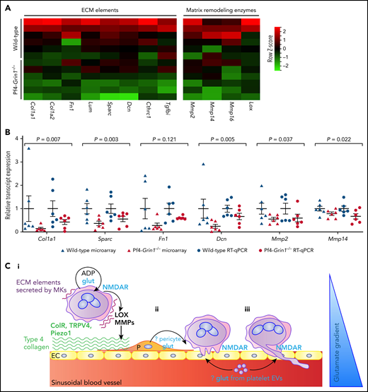 Transcriptional evidence for NMDAR involvement in matrix remodeling and a model of the NMDAR role in PPF. (A) Heat map highlighting differential expression of transcripts for selected ECM and matrix remodeling genes in Pf4-Grin1−/− MKs compared with WT MKs. Microarray data are shown after z score transformation. (B) Scatterplot showing relative transcript levels of selected matrix remodeling genes detected using Clariom S Pico microarray and by quantitative RT-PCR (RT-qPCR) in Pf4-Grin1−/− MKs calculated relative to WT MKs (mean ± SEM). Six independent experiments were performed, with a total of 6 biologic replicates per group. Microarray and quantitative PCR data were analyzed using a 2-tailed Student t test; the statistical evidence for each gene was then combined using the Stouffer method for meta-analysis. (C) Hypothetic model of glutamate-NMDAR role in PPF. In maturing MKs, glutamate acting through NMDAR enhances ADP effects on migration and adhesion and supports expression of ECM elements (eg, collagen and fibronectin) and ECM remodeling enzymes (eg, LOX and MMPs). Integrins and mechanosensitive channels (ColR, TRPV4, and Piezo1) detect permissive ECM (eg, type 4 collagen and softer matrices) and induce PPF (Ci). (Cii-iii) Glutamate provides additional localizing signals to guide podosomes and proplatelets inside BM sinusoids along the glutamate gradient. Possible sources of glutamate in the vascular niche include perisinusoidal pericytes and platelet extracellular vesicles (EVs). Col1 a1 and a2, collagen type 1 a1 and a2; ColR, collagen receptors; Cthrc1, collagen triple helix repeat containing 1; Dcn, decorin; EC, endothelial cell; Fn1, fibronectin 1; LOX, lysyl oxidase; P, pericyte; Sparc, secreted protein acidic and cysteine rich; Tgfbi, transforming growth factor β induced.