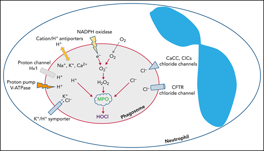 Chloride is the predominant anion that regulates phagosomal oxidant production in PMN phagosomes. NADPH oxidase transfers electrons into the phagosomal lumen, thereby creating a transmembrane potential that activates voltage-gated proton channels, such as Hv1, to conduct an influx of protons. In addition, the ATP-driven proton pump vacuolar-type ATPase (V-ATPase) actively pumps protons in the same direction. Other cations such as K+, Na+, and Ca2+ can be transported into phagosomes via monovalent or divalent cation/H+ exchangers, or K+/Cl‒ symporter. To counterbalance the influx of the cations, Cl‒ is transported through chloride channels, including CFTR, CaCC, and voltage-gated ClCs.