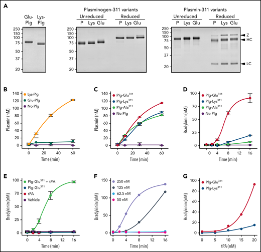 Recombinant Plg activation and effects on BK generation in normal plasma. (A) Coomassie Blue stained SDS–polyacrylamide gels of plasma-derived Plgs (left), recombinant Plgs (center), and recombinant Plms (right). Shown in the center and right panels are 2-μg samples of plasma-derived Glu-Plg/Plm (P), Plg/Plm-Lys311 (Lys), and Plg/Plm-Glu311. Positions of molecular mass standards (kDa) are shown at the left of each figure, and positions of standards for zymogen Plg (Z) and the heavy (HC) and light chains (LC) of Plm are shown on the right. (B) Activation of 200 nM of plasma-derived Glu-Plg (green), Lys-Plg (orange), or vehicle (no Plg; purple) by 20 nM of tPA in reaction buffer. (C) Plg-Lys311 (blue), Plg-Glu311 (red), Plg-Ala311 (green), or vehicle (purple), 200 nM each, were incubated in reaction buffer with 20 nM of tPA. In panels B and C, at indicated times, samples were removed for measurement of Plm by chromogenic assay. (D) BK generation in normal plasma supplemented with 600 nM of Plg-Lys311 (blue), Plg-Ala311 (green), Plg-Glu311 (red), or vehicle (purple) after addition of tPA (final, 125 nM). (E) Controls for reactions in panel D. BK generation in normal plasma supplemented with Plg-Glu311 and tPA (light green), Plg-Glu311 alone (blue), tPA alone (red), or vehicle (purple). (F) BK generation in normal plasma supplemented with Plg-Glu311 (600 nM) after adding tPA to 250 (lavender), 125 (steel blue), 62.5 (blue) or 50 nM (magenta). (G) BK generation in normal plasma supplemented with 600 nM of Plg-Lys311 (blue) or Plg-Glu311 (red) after addition of tPA (various concentrations) and thrombin (50 nM; to generate fibrin). In panels B to D, error bars indicate standard errors of the mean for duplicate experiments, each with 2 separate measurements. In panels F and G, results are for single representative experiments.