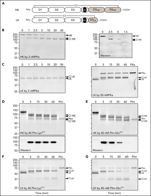 Kininogen cleavage by Plm. (A) Schematic diagrams of human HK (top) and LK (bottom) showing domain structure and the disulfide bond connecting the N and C termini. The position of the BK nanopeptide is shown in black. (B-G) Coomassie Blue–stained SDS polyacrylamide gels showing HK and LK cleavage. At indicated times, samples were removed into nonreducing sample buffer and size fractionated on 10% SDS–polyacrylamide gels, followed by staining with Coomassie Blue. (B) Time course of HK cleavage by PKa. Human plasma–derived HK (200 nM) was incubated with PKa (2 nM) in reaction buffer at 37°C. The right panel is a western blot of samples from a reaction similar to that in panel D using an antibody to BK. (C) Time course of LK cleavage by PKa. Human plasma–derived LK (200 nM) was incubated with 2 (left) or 50 nM (right) of PKa in reaction buffer at 37°C. (D-E) Human plasma–derived HK (800 nM) incubated with 160 nM of Plm-Lys311 (D) or Plm-Glu311 (E). Bottom shows western blots for samples from reactions in the top using an antibody to BK. (F-G) Human plasma–derived LK (200 nM) incubated with 50 nM of Plm-Lys311 (D) or Plm-Glu311 (E). For all panels, positions of molecular mass standards (kDa) are indicated on the left. Positions of standards for uncleaved HK or LK, cleaved forms of HK (Cl HK) or (Cl LK), and PKa or Plm are indicated on the right. Numbers at the tops of gels represent incubation times in minutes.