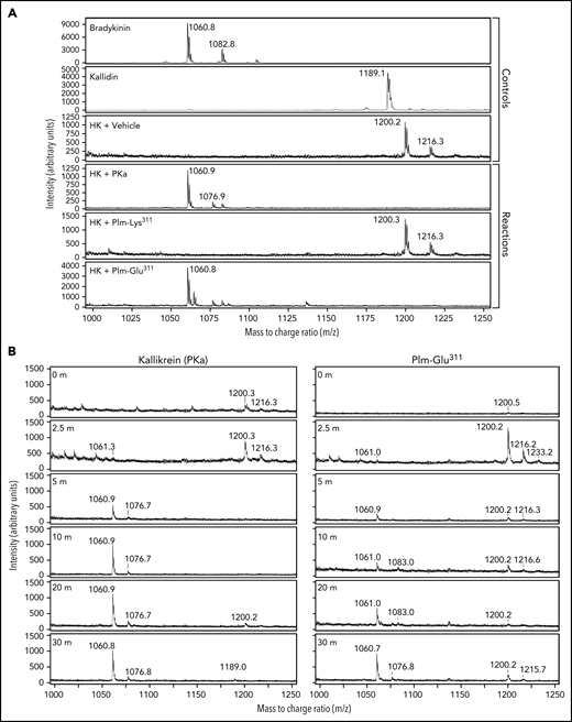 Mass spectroscopy. (A) Mass spectrometry (MALDI) analysis of cleavage of HK (200 nM) by PKa (2 nM), Plm- Lys311 (40 nM), Plm-Glu311 (40 nM), or vehicle. BK and kallidin standards were used as controls. Mass peak at m/z = 1060 confirms the release of BK from cleavage of HK by PKa and Plm-Glu311. A BK peak was not observed during incubation with Plm-Lys311. (B) Comparison of mass spectra (MALDI) of time course reactions of HK incubated with PKa or Plm-Glu311. Both reactions show accumulation of bradykinin (m/z = 1060) and absence of kallidin (m/z = 1188). The absence of a kallidin peak or other peaks suggests that BK is not formed as a mass fragmentation product during the MALDI process or an intermediate of kallidin generated during the 30-minute incubation of HK with Plm-Glu311.