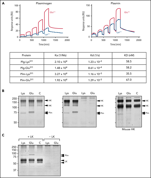 Binding of Plg and Plm to HK. (A) Surface plasmon resonance. Human HK was immobilized on CM5 sensor chips, and binding affinities for Plgs or Plms (25-400 nM) were measured by a single-cycle assay at 25°C. Binding curves for Plg-Glu311 and Plm-Glu311 are shown in red and for Plg-Lys311 and Plm-Lys311 in blue. Data were fitted with a 1:1 Langmuir binding model (dashed line). Association rate constants (ka), dissociation rate constants (kd), and equilibrium dissociation constants (KD) are as listed in the table. (B) Coprecipitation. Human recombinant HK (2 μg) was incubated for 30 minutes in 500 μL of buffer with or without 2 μg of active site–inhibited Plm-Lys311 or Plm-Glu311. HK was precipitated with anti-HA IgG bound to magnetic beads. Proteins were eluted with SDS nonreducing sample buffer and size fractionated on a 10% polyacrylamide gel, followed by staining with Coomassie Blue (left). Similar to the left panel, except controls with Plm-Lys311 or Plm-Glu311 but no HK were included (center). Similar to the left panel, except human HK was replaced with mouse HK (right). For all panels, positions of molecular mass standards (kDa) are shown to the left of each image, and positions of controls for HK and Plms are shown to the right of each image. Human and mouse HK normally contain 2 bands. The 2 arrows for the Plm controls are needed because human and mouse Plms migrate slightly differently. (C) Coprecipitation experiment for human recombinant LK run in an identical manner to the studies for HK in panel B. Note that coprecipitated Plms migrate above LK, whereas they run lower than HK, on SDS–polyacrylamide gel electrophoresis.
