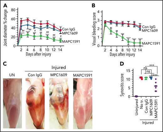 Administration of MAPC1591, and not MPC1609, reduces joint bleeding, joint edema, and synovitis in hemophilia A mice following needle puncture joint injury. A single dose of control IgG, MPC1609, or MAPC1591 (1 mg/kg) was administered to FVIII−/− mice ip. Twenty-four hours later, joint bleeding was induced with a needle puncture. Mice were monitored for 14 days to assess changes in the joint diameter and to determine the VBS. (A) Knee joint diameter, before the injury and alternate days for 2 weeks following the injury, was measured using electronic calipers. The diameter of the knee joint before the injury was subtracted from the diameter following the injury, and the differences in the knee joint diameter were plotted as the percentage change in joint diameter. (B) Joint bleeding was evaluated by physical examination of knee joints and assigning an arbitrary score (0 to 3; 0, normal knee and absence of blood; 1, normal knee, and presence of blood; 2, distended but not a tense knee, and presence of blood; 3, tense and distended knee, and presence of blood). (C) Photographs of representative knee joints at the end of 14 days after the injury. Mice were euthanized, and the hind limbs were photographed after removing overlying skin. UN, an uninjured knee. (D) Synovitis score. Synovitis scores were assigned as described in “Materials and methods,” and the maximum synovitis score was 11. *Statistically significant difference in the data between mice administered with control IgG and mice administered MAPC 1591. #Statistically significant difference in the data between mice administered with MPC1609 and mice administered with MAPC1591. Data were plotted as ± standard error of the mean (SEM; n = 7 to 8 mice per group). *,#P < .05; **,##P < .01; ***P < .001; ****P < .0001.