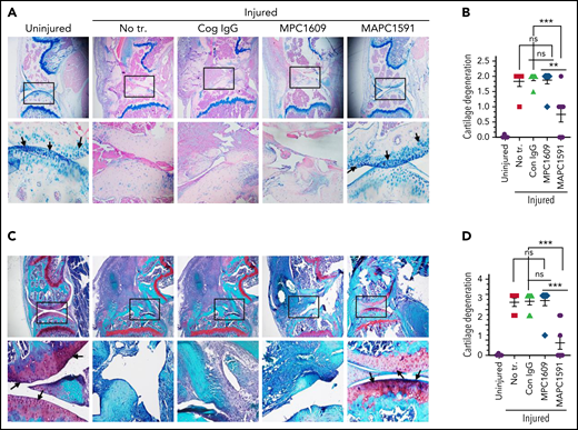 Treatment of FVIII−/− mice with an mAb that selectively inhibits APC anticoagulant activity (MAPC1591) reduces cartilage degeneration following a joint bleed. FVIII−/− mice were administered with control IgG, MPC1609, or MAPC1591 (1 mg/kg, ip). Twenty-four hours later, joint bleeding was induced with a needle puncture. Two weeks after the injury, mice were euthanized; knee joints were excised, and joint tissue sections were stained with Alcian blue (A) or Safranin O/Fast Green (C). Top panel images were captured at ×4 magnification. The squared area was imaged at ×20 magnification (bottom panel). Arrows point out the articular cartilage. Loss of blue stain (A) or red stain (B) in the articular cartilage region indicates the loss of glycosaminoglycans in the region and cartilage degeneration. (B) Cartilage degeneration in tissue sections stained with Alcian blue was scored on a 0 to 2 scale (0, absence of cartilage degeneration; 1, partial loss of proteoglycan content and pannus formation; 2, complete cartilage degeneration/absence of proteoglycans, pannus formation, and femur remodeling). (D) The quantified score of cartilage degeneration based on Safranin O/Fast Green Staining (0 to 3 scale; 0, normal/bright red staining of cartilage; 1, a slight reduction in staining; 2, a moderate reduction in staining; and 3, severe reduction/complete loss of staining). The data shown are mean ± SEM. ns, not statistically significant difference. **P < .01; ***P < 0 .001.