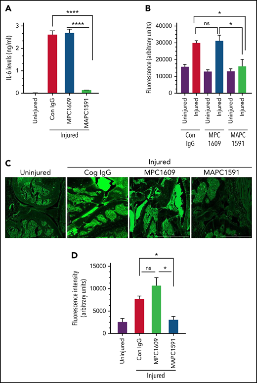 Selective blocking of APC anticoagulant activity prevents the elaboration of IL-6 and the vascular leakage in the synovium of FVIII−/− mice following the knee injury. FVIII−/− mice were administered with a control IgG, MAPC1591 that blocks the anticoagulant activity of APC, or MPC1609 that blocks both the anticoagulant and the signaling functions of APC (1 mg/kg, ip). After 24 hours, joint bleeding was induced by a needle puncture injury. (A) Seven days after the injury, synovial fluids were collected, and IL-6 levels in the synovial fluids were determined by ELISA. (n = 4 mice per group). (B-C) Fourteen days after the injury, vascular leakage was evaluated by extravasation of IV injected fluorescein dextran into knee joints. Fourteen days after the injury, mice were injected with fluorescein dextran (70 000 molecular weight, 20 mg/kg) IV via the tail vein. Mice were euthanized 3 hours following dextran administration and perfused with ice-cold saline supplemented with 5 mM CaCl2 and 1 mM MgCl2. Joint tissue was excised, and fluorescence intensities of joint tissue extracts were measured (corrected for autofluorescence) (B). Joint tissue sections were also analyzed by fluorescence microscopy at ×4 magnification (C), and the fluorescence intensity of tissue sections was quantified and corrected to autofluorescence (D). *P < .05; ****P < .0001; no statistically significant difference (n = 4).