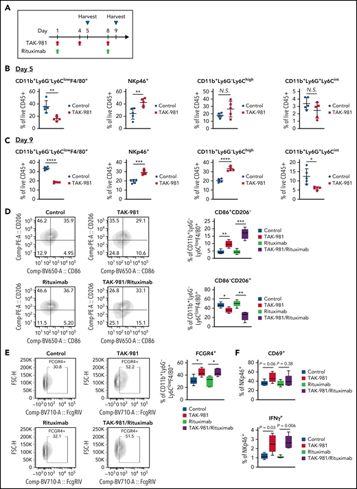 TAK-981 treatment increases M1-like/M2-like ratio in TAM and activates tumor-infiltrated NK cells in OCI-Ly10 xenografts. (A) Schematic diagram of study design. Tumors from 7.5 mg/kg TAK-981 (administered on day 1, 4, and 8)- and/or 1 mg/kg rituximab (administered on day 1 and 8)- treated OCI-Ly10 tumor-bearing mice on day 5 or day 9 were analyzed. (B) Proportion of CD11b+Ly6G−Ly6ClowF4/80+ TAM, NKp46+ NK cells, CD11b+Ly6G−Ly6Chigh monocytes, or CD11b+Ly6G+Ly6Cint neutrophils on day 5 (mean with SD; n = 5 mice per group in the representative study, 2-tailed unpaired Welch’s t test). (C) Proportion of CD11b+Ly6G−Ly6ClowF4/80+ TAM, NKp46+ NK cells, CD11b+Ly6G−Ly6Chigh monocytes, or CD11b+Ly6G+Ly6Cint neutrophils on day 9 (mean with SD; n = 5 mice per group, 2-tailed unpaired Welch’s t test). (D) Left, representative flow cytometry scatter plots of CD86/CD206. Right, proportion of M1-like (CD86+CD206−) TAM or M2-like (CD86−CD206+) TAM in tumors on day 5. (E) Left, representative flow cytometry scatter plots of FCGR4/FSC-H. Right, proportion of FCGR4+ TAM in tumors on day 5. (F) Proportion of CD69+ or IFNγ+ NK cells in tumors on day 5. Box plot center, box, and whiskers correspond to median, IQR (interquartile range), and 1.5 times IQR, respectively (n = 5 mice per group in the representative study, 2-tailed unpaired Welch’s t test). Two similar experiments were performed. SD, standard deviation.