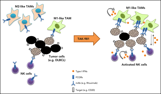 Schematic model of TAK-981–mediated antitumor innate immune responses through IFN1 activation. TAK-981 treatment enhances M1 macrophage polarization and NK cell activation through IFN1 signaling, leading to enhanced macrophage phagocytosis and NK cell cytotoxicity against tumor cells, particularly in the presence of therapeutic monoclonal antibodies like rituximab. The induction of activating FCGR levels in macrophages following TAK-981 treatment may also contribute to the enhanced macrophage phagocytosis.