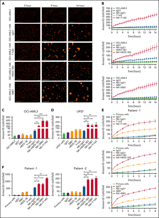 Anti-B7–H3 mAbs T-1A5, HEK5-1B3, and 58B1 enhance NK cell-mediated apoptosis in AML. (A) Representative images obtained at 0, 9, and 16 hours show apoptosis in OCI-AML3 cells treated with anti-B7–H3 antibodies and/or NK cells. OCI-AML3 cells were labeled with CytoLight red and annexin V-green. The overlap (yellow) represents apoptotic AML cells. The images were acquired by an Incucyte live-cell imager. (B) Time kinetics showing apoptosis in OCI-AML3 cells treated with anti-B7–H3 mAbs T-1A5, HEK5-1B3, and 58B1 or control IgG1 and NK cells measured each hour for 16 hours. (C-D) Bar graph shows the percentage of annexin V binding (green staining) at 16 hours in OCI-AML3 (C) and U937 (D) cells treated with anti-B7–H3 mAbs (1 μg/mL) and NK cells at a 2:1 NK:target ratio. Data are plotted as mean values with error bars representing standard error (Student unpaired t test). (E) Similar experiments were performed in primary AML cells (patient1) expressing B7-H3. (F) The bar graph shows the percentage of annexin V binding (green staining) at 8 and 24 hours in AML patients 1 and 2, respectively. *P < .05, **P < .0001, ***P < .0001.