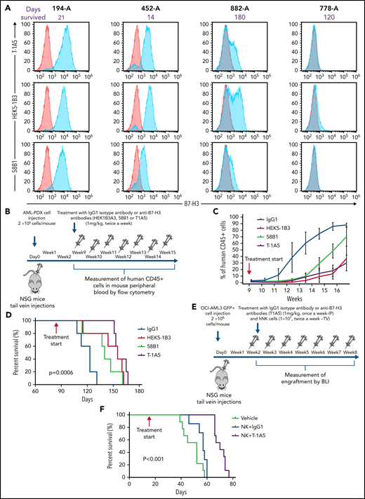 Targeting B7-H3 inhibits AML growth in vivo via NK cells. (A) Overlay plot showing B7-H3 expression in 4 AML PDX models. Cells were stained with primary anti-B7–H3 mAbs (blue) and secondary conjugated antibody as control (red), and B7-H3 expression was measured by flow cytometry. (B) Experimental schema. Two million AML-PDX cells were injected in NSG mice via the tail vein (TV), and upon >1% engraftment of hCD45+ cells in PB (wk 8), mice were treated with mouse IgG1 or anti-B7-H3 mAbs T-1A5, HEK5-1B3, or 58B1 at 1 mg/kg twice weekly via IP injection. (C) Percentage of human CD45+ cells in mouse PB. Mice blood samples were analyzed weekly by flow cytometry. When human CD45+ cells reached >95% or when mice became moribund (whichever happened first), mice were killed. (D) Kaplan-Meier survival plot representing the OS rates in the mice treated with different anti-B7–H3 mAbs (log-rank test). (E) Experimental design for xenograft model. Two million firefly luciferase GFP+ OCI-AML3 cells were injected in NSG mice via TV, and leukemia engraftment was measured weekly by bioluminescence imaging (BLI). The mice were treated with anti-B7–H3 mAb T-1A5 or mouse IgG1 at 1 mg/kg once a week via IP injections and NK cells (10 × 106) twice weekly via TV. (F) Kaplan-Meier survival plot demonstrating the OS rates in mice treated with mAb T-1A5 or mouse IgG1 and NK cells.
