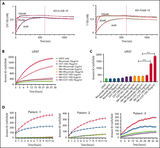 Characterization of ChT-1A5 and its induction of antibody-dependent cellular cytotoxicity in AML cell lines and primary cells. (A) Binding kinetics of anti-B7–H3 mAbs T-1A5 and ChT-1A5 to full B7-H3 protein measured by surface plasmon resonance (Octet). (B) Timelapse fluorescence data show apoptosis induced by NK-cell ADCC. U937 cells were treated with ChT-1A5 or rituximab at 1, 5, and 10 μg/mL in the presence of NK cells at an 8:1 NK:target ratio. Apoptosis was measured every hour for 30 hours. Leukemic cells were labeled with CytoLight red and apoptotic cells with annexin V (green). (C) Bar graph showing the percentage of annexin V binding at 28 hours in U937 cells treated with ChT-1A5 or rituximab at 1, 5, and 10 μg/mL in the presence of NK cells in an 8:1 NK:target ratio. Data are plotted as mean values with error bars representing standard error (Student unpaired t test). (D) Cell death kinetics represents induction of apoptosis in primary AML cells (3 patients) treated with ChT-1A5 or rituximab at 1 μg/mL in the presence of NK cells measured every hour for 12 hours for 2 patients and 36 hours in the third patient, at a 4:1 NK:target ratio. (E) Bar graphs (mean values with standard error bars) represent the percentage of cell death in primary AML cells treated with ChT-1A5 or rituximab at 1 μg/mL in the presence or absence of NK cells at a 4:1 NK:target ratio at 12, 12, and 36 hours, from left to right. (Student unpaired t test). (F) Cell death kinetics and bar diagram (G) represent induction of apoptosis in PBMCs derived from healthy donors (Control-1). PBMCs were treated with ChT1-A5 mAb or rituximab at 1 μg/mL in the presence or absence of NK cells (8:1 effector:target ratio); PBMCs were labeled with CytoLight red, and annexin V. (H) Bar graph (mean values with standard error bars) represent the percentage of cell death in primary AML cells treated with ChT-1A5/T-1A5 or combination of ChT1-A5 and T-1A5 at 1 μg/mL in the presence or absence of NK cells at a 2:1 NK:target ratio at 76 hours (Student unpaired t test). NS not significant; Rx, rituximab; Scr, scrambled. ***P < .0001.
