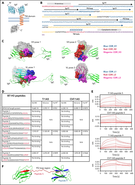 mAbs T-1A5 and ChT-1A5 bind to the FG-loop region of B7-H3 (homology modeling and peptide docking). (A) Schematic representation of B7-H3 structural domains generated using BioRender software. (B) Representation of different structural elements in the B7-H3 amino acid sequence shown in different colors. (C) 3D modeling and docked complexes of 2 predicted poses of the variable heavy (VH, upper panels) and variable light (VL, lower panels) chains of T-1A5 (surface representation) with the FG-loop in B7-H3 (green). Three complementary determining regions (CDRs) in VH and VL are shown in blue, red, and magenta. (D) Epitope mapping of B7-H3 peptides (5-amino-acid overlap, red) with T-1A5 or chimeric ChT-1A5 mAbs. B7-H3 full protein was used as a control. Peptide-5 and peptide-9 showed the strongest Kd values. (E) Raw traces of peptide-5 and peptide-9 of B7-H3 interacting with T-1A5 and ChT-1A5. (F) Model of peptide-5 (red) and peptide-9 (blue) in the extracellular domain of B7-H3.