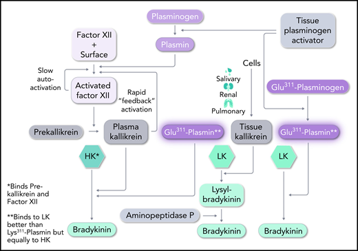 Pathways for bradykinin formation. In HAE, Plm-Glu311 conversion to Pln-Glu311 leads to direct digestion of both LK and HK to produce bradykinin. It essentially replaces tissue and plasma kallikreins in their action on LK and HK, respectively. C1 INH (mutated in HAE types 1 and 2) primarily inhibits FXIIa and plasma kallikrein, but weak inhibition of plasmin and tPA may have relevance to HAE-Plm, as well. Professional illustration by Somersault18:24.