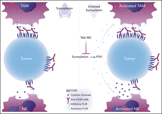 TAK-981 induces IFN1s, activating innate immune cells and leading to enhanced antibody-dependent effector functions for improved tumor control. TAK-981 treatment inhibits sumoylation, leading to the release of IFN1s. IFN1s then cause activation of macrophages and NK cells, increasing expression of activating FCGRs on macrophages. Activation enhances macrophage phagocytosis and NK cell cytotoxicity against tumor cells, particularly in the presence of direct targeting therapeutic monoclonal antibodies such as rituximab. TAM, tumor-associated macrophage. Professional illustration by Somersault18:24.
