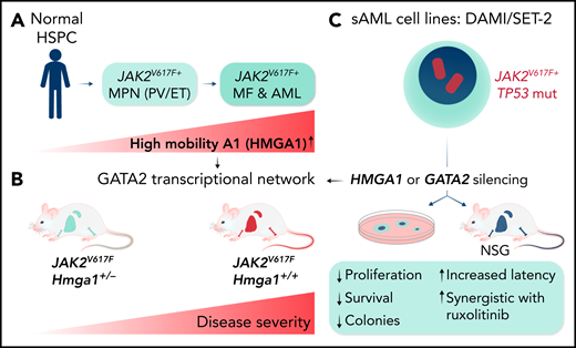 Experiments revealing a role of HMGA1 in MPN progression. (A) Increased expression of HMGA1 in primary hematopoietic cells from patients with MPN progressing to MF and AML. (B) Hmga1+/− mice developed a significantly milder disease phenotype than Hmga1+/+JAK2V617F transgenic mice. (C) Gene silencing studies revealed the existence of a GATA2-controlled transcriptional network involved in maintenance of a transformed phenotype of secondary JAK2V617F+ AML cell lines (SET-2, DAMI). ET, essential thrombocytopenia; HSPC, hematopoietic stem and progenitor cell; mut, mutated; PV, polycythemia vera; sAML, secondary AML. Professional illustration by Somersault18:24.