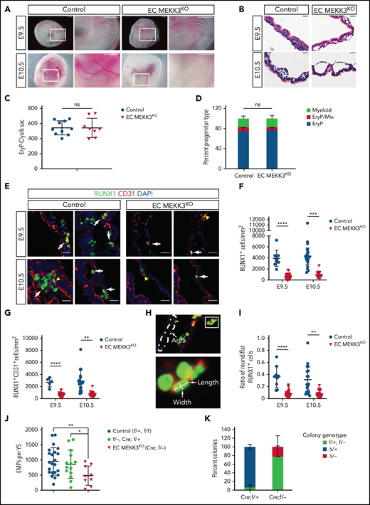 Loss of endothelial cell MEKK3 function impairs definitive hematopoiesis in the yolk sac. (A) Visual appearance of E9.5 and E10.5 control (Map3k3f/+ and Map3k3f/f) and EC MEKK3KO (Tie2-Cre; Map3k3f/-) embryos surrounded by intact yolk sacs. Boxed regions are shown at higher magnification in the image on the right. Note the pale appearance and lack of visible vasculature in the E10.5 EC MEKK3KO yolk sac. Images are representative of 8 to 10 embryos of each genotype at both timepoints. Scale bars, 500 μm. (B) Hematoxylin and eosin stained sections of E9.5 and E10.5 control and EC MEKK3KO yolk sacs showing dilated vascular spaces and lack of intravascular round hematopoietic cells in the E10.5 EC MEKK3KO yolk sac. Images are representative of 8 to 10 yolk sacs per genotype at both timepoints. Scale bars, 20 μm. (C) The number of primitive erythroid colony-forming progenitors (EryP-CFC) in E8.5 control and EC MEKK3KO yolk sacs. Each data point represents a single yolk sac. N = 10 control and 8 EC MEKK3KO embryos. Error bars represent mean ± standard deviation (SD) and significance determined by an unpaired, 2-tailed Student t test. (D) Fraction of myeloid, EryP/Mix (erythrocyte progenitors/mixed lineage), and EryP (erythrocyte progenitors) colonies identified from culture of E8.5 control and EC MEKK3KO yolk sacs. N = 10 control and 8 EC MEKK3KO yolk sacs. (E) Confocal image of E9.5 and E10.5 control and EC MEKK3KO yolk sac sections stained for CD31 and RUNX1. White arrows indicate rounded RUNX1+CD31+ cells; yellow arrowheads indicate flat RUNX1+ HECs. Scale bars, 20 μm. (F) Number of RUNX1+ cells per square millimeter (mm2) of vascular area in E9.5 and E10.5 control and EC MEKK3KO yolk sacs. N = 9 E9.5 control, 18 E10.5 control, 17 E9.5 EC MEKK3KO, and 10 E10.5 EC MEKK3KO yolk sacs. Each data point represents the mean of >25 vessels analyzed in a single animal’s yolk sac. Error bars represent mean ± SD with significance determined by an unpaired, 2-tailed Student t test. (G) Number of RUNX1+ CD31+ cells per mm2 of vascular area in E9.5 and E10.5 control and EC MEKK3KO yolk sacs. N = 9 E9.5 control, 18 E10.5 control, 17 E9.5 EC MEKK3KO, and 10 E10.5 EC MEKK3KO yolk sacs. Error bars represent mean ± SD with significance determined by an unpaired, 2-tailed Student t test. (H) Method of measuring vascular area and the number of round and flat RUNX1+ HECs. Vascular area measurement was determined using ImageJ after defining vascular borders based on CD31 expression (top). Flat endothelial cells were defined as those with a length/width ratio of >2:1, and round cells with a length/width ratio of ≤2:1. (I) Ratio of round/flat RUNX1+ cells in E9.5 and E10.5 control and EC MEKK3KO yolk sacs. N = 9 E9.5 control, 18 E10.5 control, 17 E9.5 EC MEKK3KO, and 10 E10.5 EC MEKK3KO yolk sacs. Error bars represent mean ± SD with significance determined by an unpaired, 2-tailed Student t test. (J) The number of EMPs per yolk sac (±SD), enumerated in methylcellulose colony-forming assays. f/+ = Map3k3f/+; f/- = Map3k3f-; Cre;f/+ = Tie2-Cre;Map3k3f/+; Cre;f/−= Tie2-Cre;Map3k3f/−. Cre;f/+ embryos were used to determine the deletion efficiency of the Map3k3f allele by Tie2-Cre. (K) Individual EMP colonies analyzed by polymerase chain reaction for deletion of Map3k3f alleles. f/+ represents colonies from Tie2-Cre; Map3k3f//+ yolk sacs in which the Map3k3f allele was not deleted, and Δ/+ represents colonies from Tie2-Cre; Map3k3f//+ yolk sacs in which the Map3k3f allele was deleted. f/− and Δ/− represent colonies from Tie2-Cre; Map3k3f//− yolk sacs in which the Map3k3f allele was not deleted (f/−) or deleted (Δ/−). Error bars represent mean ± SD of 7 individual Cre; f/+ and Cre; f/− embryos. The significance was determined by an unpaired, 2-tailed Student t test. In all panels **P < .01; ***P < .001; ****P < .0001.