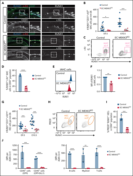 Loss of MEKK3 in endothelial cells impairs definitive hematopoiesis in the dorsal aorta. (A) Whole-mount of E10 control and EC MEKK3KO dorsal aortas stained for CD31, RUNX1, and c-Kit. Regions boxed are shown at higher magnification in images to their right. Scale bars, 100 μm (larger images) 20 μm (higher magnification views). Images are representative of 5 embryos of each genotype. (B) The number of RUNX1+CD31+c-Kithi IAHC cells per millimeter in the region of the dorsal aorta caudal to the vitelline artery in E9.5 and E10.5 control and EC MEKK3KO embryos determined from confocal microscopic images. N = 12 E9.5 control, 7 E9.5 EC MEKK3KO, 13 E10.5 control, and 5 E10.5 EC MEKK3KO embryos. Error bars represent ± standard deviation (SD), and significance was determined by an unpaired, 2-tailed Student t test. *P < .05; ***P < .001. (C) Contour flow plots of RUNX1+c-Kit+ IAHC cells within the Ter119−CD31+CD61low/−CD144+CD44+ population of cells from the AGM regions of E10.0 EC MEKK3KO and control embryos. (See supplemental Figure 4A for gating strategy.) (D) Summary of data from panel C. Error bars represent mean ± SD; N = pooled embryos from 4 different experiments; ****P < .0001. (E) Representative histogram of RUNX1 MFI in IAHC cells from pooled embryos of each genotype. IAHC cells are gated as shown in supplemental Figure 4A. (F) RUNX1 MFI in IAHCs relative to control embryos, summarized from data in panel E. Data are from pooled embryos from litters harvested on 4 separate days. Error bars represent mean ± SD. **P < .01. (G) Number of RUNX1+CD31+c-Kitlow/− HECs per millimeter of the dorsal aorta in E9.5 and E10.5 control and EC MEKK3KO embryos counted from confocal microscopic images. The number of embryos analyzed is the same as in panel B. (H) Representative contour flow plots of PROCR+ RUNX1+ HECs in the CD44+ subpopulation of CD45−Ter119−CD61low/−CD31+CD144+ cells from the AGM regions of E10.0 EC MEKK3KO and control embryos. (See supplemental Figure 4B for gating strategy.) (I) Summary of data from panel H. Data are from pooled embryos from litters harvested on 4 separate days. Error bars represent mean ± SD. ***P < .001. (J) Limiting dilution assays on OP9 stromal cells and OP9 cells expressing the Notch ligand DLL1 to determine the number of LMPs per AGM region in E10.5 control and EC MEKK3KO embryos. Number of progenitors scored based on the number of wells containing CD45+ cells (left). Number of B, T, and myeloid progenitors (right). B cells were scored after 12 days of culture as CD45+CD19+B220mid/lo, myeloid as Gr1+Mac1+ or Gr1+Mac1−, and T cells were CD90+ CD25+. Error bars represent mean ± SD. N = 3 experiments. (See supplemental Figure 4F-G for gating strategy.)