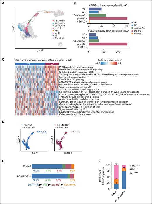 scRNA-seq analysis reveals the transitions along the EHT trajectory affected by MEKK3 loss in endothelial cells. (A) Projection of combined EC MEKK3KO and control endothelial, HEC, and IAHC cells (Ter119− CD41lo/− CD31+CD144+ ESAM+; gating strategy in supplemental Figure 5A) onto the EHT trajectory from Zhu et al51 labeled based on cell types. The inferred EHT trajectory from Zhu et al (cells represented by gray dots) was generated by uniform manifold approximation and projection and validated by several approaches, including scVelo.78 Cell types were annotated using a κ-nearest-neighbor classifier (see Materials and methods). AE cells are defined by positive arterial score (supplemental Figure 5B). (B) Number of DEGs uniquely up- or downregulated in MEKK3KO for each cell type, excluding the global DEGs (see Materials and methods). (C) Heatmap showing top Reactome pathways that are altered in pre-HE cells comparing MEKK3KO vs control. AUCell package79 was used to compute a pathway activity score for each cell. A 2-sided Student t test was used to identify cell type–specific pathways, and the global differentially regulated pathways were excluded (see Methods). (D) Separate projections of E10.0 EC MEKK3KO and control cells on the EHT trajectory. (E) Bar charts depicting the distribution of cells in Wnthi/lo AE, conflux AE (cAE), pre-HE, HEC, and IAHC cell populations in E10.0 EC MEKK3KO and control littermates. For each transition, the differences in the distributions of cells in EC MEKK3KO vs control cells were tested using a proportion test. HEC+IAHC cells were combined in the analysis due to the low cell numbers in these populations in the E10.0 EC MEKK3KO sample. ****P < .0001. (F) The proportion of AE, HEC, and IAHC cells within Ter119−CD61low/−CD31+CD144+CD44+ cells in E10.0 EC MEKK3KO AGM regions compared with littermate controls as determined by flow cytometry. (See supplemental Figure 5D for gating strategy.) Error bars represent mean ± SD. N = 4 experiments using pooled embryos. ****P < .0001; **P < .01.