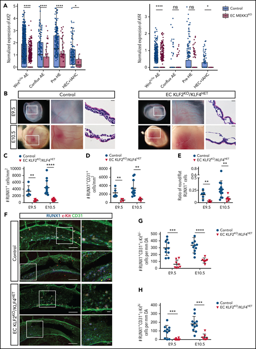 Loss of endothelial cell KLF2/4 function phenocopies endothelial MEKK3 loss in the yolk sac and AGM region. (A) Expression level (log2 size-factor-normalized UMI counts) of Klf2 and Klf4 in Wnthi/lo AE, conflux AE, pre-HE, and HEC + IAHC cell populations in E10.0 EC MEKK3KO and control littermates. An unpaired, 1-sided Mann-Whitney U test was applied to test if the expression of Klf2 and Klf4 was significantly lower in EC MEKK3KO endothelial cells compared with control. HEC+IAHC cells were combined in the analysis due to the low cell numbers in these populations in the E10.0 EC MEKK3KO sample. ****P < .0001; *P < .05. ns, not significant. (B) Stereo microscopic images and ematoxylin and eosin (H&E)-stained sections of E9.5 and E10.5 control and EC KLF2KO/KLF4HET yolk sacs. Images on the left are of intact embryos surrounded by yolk sacs. Boxed regions are shown at higher magnification in the images to their right. Images to the right are H&E-stained sections. Images are representative of 8 to 10 embryos per genotype at both timepoints. Scale bars of stereo microscopic images, 500 μm; H&E-stained sections, 20 μm. (C) Number of RUNX1+ cells per mm2 of vascular area in E9.5 and E10.5 control and EC KLF2KO/KLF4HET yolk sacs. (D) Number of RUNX1+ CD31+ cells per mm2 of vascular area in E9.5 and E10.5 control and EC KLF2KO/KLF4HET yolk sacs. (E) Ratio of round/flat RUNX1+ cells in E9.5 and E10.5 control and EC KLF2KO/KLF4HET yolk sacs. Each data point in B-D represents the mean of >25 vessels measured per yolk sac. N = 5 E9.5 control, 13 E10.5 control, 5 E9.5 EC KLF2KO/KLF4HET, and 9 E10.5 EC KLF2KO/KLF4HET yolk sacs. Error bars represent ± SD; significance determined by an unpaired, 2-tailed Student t test. **P < .01; ****P < .0001. (F) Wholemount confocal images of aortas from E9.5 control and EC KLF2KO/KLF4HET embryos stained for CD31, RUNX1, and c-Kit. Images on right show higher magnification views of boxed regions on the left. Images are representative of 5 embryos per genotype. Scale bars, 100 μm and 20 μm in panels on the left and right, respectively. (G) Number of RUNX1+CD31+c-Kitlo/− HECs per mm of dorsal aorta in E9.5 and E10.5 control and EC KLF2KO/KLF4HET embryos. N = 10 E9.5 control and EC KLF2KO/KLF4HET embryos, 11 E10.5 control, and 7 EC KLF2KO/KLF4HET embryos. (H) Number of RUNX1+CD31+c-Kithi IAHC cells per mm of dorsal aorta in E9.5 and E10.5 control and EC KLF2KO/KLF4HET embryos. N = 10 E9.5 control and EC KLF2KO/KLF4HET embryos, 11 E10.5 control, and 7 E10.5 EC KLF2KO/KLF4HET embryos. Error bars represent mean ± standard deviation; significance determined by an unpaired 2-tailed Student t test. ***P < .001; ****P < .0001.
