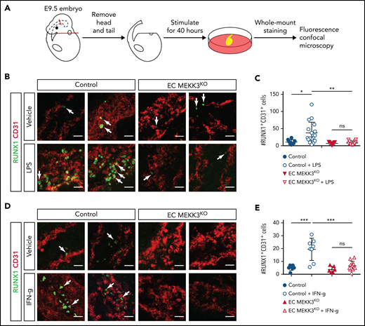 Stimulation of definitive hematopoiesis by the inflammatory mediators LPS and IFN-γ requires endothelial MEKK3. (A) Schematic of experimental procedure for ex vivo stimulation of embryonic trunk explants with inflammatory mediators. (B) Whole mount staining of control and EC MEKK3KO embryonic trunks for CD31 and RUNX1 after exposure to vehicle or LPS. Arrows denote RUNX1+ cells. Scale bars, 20 μm. (C) Average number of RUNX1+CD31+ cells per millimeter of dorsal aorta for each treatment cohort. Each data point represents the average number of RUNX1+CD31+ cells in a single embryo. N = 8 vehicle-treated and 17 LPS-treated control embryos; 9 vehicle-treated and 12 LPS-treated EC MEKK3KO embryos. (D) Whole mount staining of control and EC MEKK3KO embryo trunks for CD31 and RUNX1 after exposure to vehicle or IFN-γ. Arrows indicate examples of RUNX1+ cells. Scale bars, 20 μm. (E) Average number of RUNX1+CD31+ cells per millimeter of dorsal aorta per embryo. N = 7 vehicle- and 8 IFN-γ–treated control embryos; 6 vehicle- and 11 IFN-γ–treated EC MEKK3KO embryos. Error bars represent ± standard deviation; significance determined by an unpaired, 2-tailed Student t test. ns, not significant. *P < .05; **P < .01; ***P < .001.