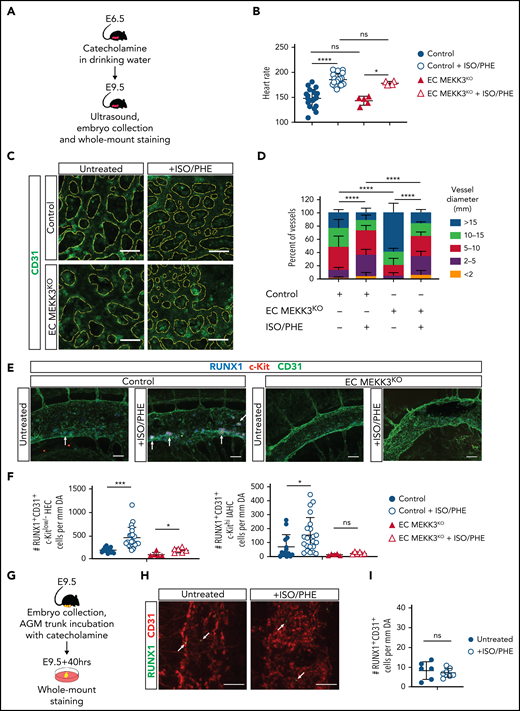 Stimulation of definitive hematopoiesis by catecholamines requires endothelial MEKK3. (A) Experimental procedure for in vivo treatment of E9.5 embryos with isoproterenol and phenylephrine (ISO/PHE). (B) Heart rates of E9.5 control and EC MEKK3KO embryos with and without exposure to maternal ISO/PHE measured by transabdominal ultrasound. (C) CD31+ cells in whole mount E9.5 control and EC MEKK3KO yolk sacs +/− administration of ISO/PHE to pregnant dams. The CD31+ vascular pattern is outlined in yellow dotted lines. Images are representative of ≥5 embryos per genotype. Bars represent 50 μm. (D) Quantitative analysis of vessel diameters in the yolk sac of E9.5 control and EC MEKK3KO embryos isolated from vehicle and ISO/PHE-treated dams. N = 4 control and 5 EC MEKK3KO embryos from vehicle-treated dams; 6 control and 3 EC MEKK3KO embryos from ISO/PHE-treated dams. (E) Dorsal aortas from E9.5 control and EC MEKK3KO embryos isolated from pregnant dams treated with ISO/PHE, labeled with antibodies for CD31, RUNX1, and c-Kit. Bars represent 50 μm. (F) Number of RUNX1+CD31+c-Kitlo/− HECs (left) and RUNX1+CD31+c-Kithi IAHC cells (right) per mm of dorsal aorta in E9.5 control and EC MEKK3KO embryos ± ISO/PHE. N = 11 control and 12 EC MEKK3KO embryos from vehicle-treated dams; 5 control and 6 EC MEKK3KO embryos from ISO/PHE-treated dams. (G) Experimental procedure for stimulating EHT in E9.5 embryo trunks with ISO/PHE ex vivo. (H) Whole mount staining of E9.5 embryonic trunks for CD31 and RUNX1 following vehicle or ISO/PHE treatment ex vivo. Arrows denote sites of RUNX1+ cells. Bars represent 50 μm. (I) Number of RUNX1+CD31+ cells per mm of aorta in E9.5 control embryo trunks ± ISO/PHE. N = 6 vehicle- and 7 ISO/PHE-treated embryo trunk explants. Error bars represent ± SD; significance determined with unpaired two-tailed Student t test. ns, not significant. *P < .05; ***P < .001; ****P < .0001.