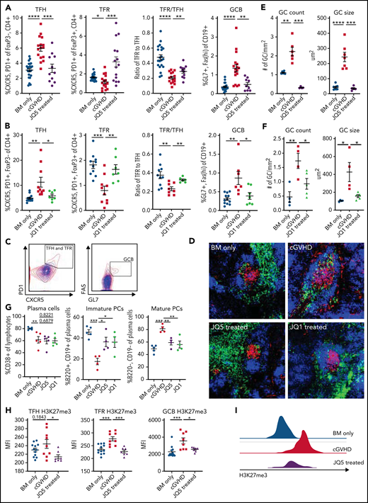 JQ1 and JQ5 impair the GC reaction in murine cGVHD/BO mice. (A-I) Transplants were performed as in Figure 1; groups are as defined in Figure 1. Results shown are pooled from 3 transplant replicates. (A-C) Flow cytometry analysis of mouse splenocytes taken 49 days posttransplant. TFH frequency is defined as % CXCR5+, PD1+ of FoxP3−, CD4+ live splenocytes. TFRs are the CXCR5+, PD1+ percentage of FoxP3+, CD4+ live splenocytes. The TFR/TFH ratio is shown. GCBs are GL7+, FAShi percentage of the CD19+ live splenocytes. (A) JQ5 treatment resulted in a significant decrease in TFH and GCB frequencies and increase in TFR frequency and the TFR/TFH ratio (n = 23/BM-only, n = 18/cGVHD, n = 15/JQ5). (B) Similar results are shown for each population with JQ1 treatment, consistent with reduced GC reaction (n = 14/BM-only, n = 11/cGVHD, n = 7/JQ1). (C) Representative gating for (left) TFH and TFR cells and (right) GCB cells. BM-only contours are in blue, cGVHD contours are in red. (D) Representative images of cryopreserved spleen sections stained to show GCs from mice 49 days posttransplant. Sections are stained with DAPI (blue), peanut agglutinin (PNA) rhodamine (red), and CD4 FITC (green). Images are at ×200 magnification. (E-F) (Left) Number of GCs observed in each spleen section normalized for the area of spleen in each section. A GC was counted if it was a roughly circular region of PNA+ cells near a region of CD4+ cells. Right: quantification of the average size of GCs observed in each section. The GC size was determined as the area of the PNA+ region. For both JQ5 (E; n = 8/BM-only, n = 6/cGVHD, n = 5/JQ5) and JQ1 (F; n = 5/group), there was a significant reduction in both GC count and average size. (G) Flow cytometric analysis of single-cell lung suspensions taken from transplanted mice treated with each drug (n = 5/group). Left: total plasma cells are CD138+ lymphocytes, (center) immature plasma cells are B220+, CD19+ plasma cells, and (right) mature plasma cells are B220−, CD19− plasma cells. Results show that both drugs significantly reduced the proportion of mature plasma cells in subject lungs. (H) Mean fluorescence intensity (MFI) quantification of flow cytometry analysis of H3K27me3 content of GC cell populations gated as in panel C (n per group as in panel A). (I) Representative histograms of GCB cells H3K27me3 content for BM-only, cGVHD, and JQ5-treated mouse-derived cells. For all panels, statistics shown are results of an unpaired t test with Bonferroni corrected P values, where appropriate. *P < .05, **P < .01, ***P < .001, ****P < .0001.