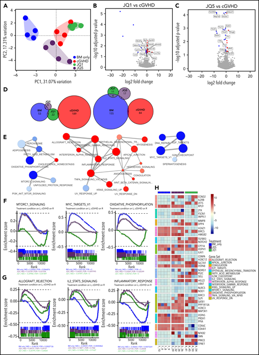 JQ5 and JQ1 impair GCB cells through distinct transcriptomic signatures. All results from analysis of sorted GCBs collected ∼49 days posttransplant in cGVHD/BO B6→B10.BR model. Four samples in each group are used for analysis; samples were chosen to be most representative of each treatment condition by pulmonary function test results. (A) Principal component analysis (PCA) of top 4 samples in each treatment condition, calculated with top 500 most variable genes. Treatment condition variation along the top 2 PCAs explains ∼48% of variance within the dataset. All groups cluster independently. (B-C) Volcano plot of differentially expressed genes in either (A) JQ1- or (B) JQ5-treated samples against vehicle-treated (cGVHD) samples. Differentially expressed genes called as having an adjusted value of P <.05, and a log2 fold change greater than 0.15. Twenty-four genes were differentially increased and 16 were reduced with JQ1, and 8 genes were differentially increased and 19 were reduced with JQ5. (D) Euler plots of overlapping differentially expressed genes in each of the 4 treatment conditions. Left plot is upregulated genes, whereas right is downregulated genes. (E) Gene set enrichment analysis (GSEA) network mapping of MsigDB hallmark gene sets in BM-only vs cGVHD comparison. Red nodes were increased with cGVHD vs BM-only samples, blue nodes were decreased. (F-G) Individual enrichment barcode plots for (F, left to right) MTORC1 signaling, Myc targets V1, oxidative phosphorylation; (G; left to right) allograft rejection, IL2-STAT5 signaling, and inflammatory response hallmark gene sets. On all plots, genes enriched in the treatment condition are on the left, whereas genes enriched in cGVHD are on the right. Gene sets in panel E JQ5 and JQ1 impacted enrichment differently, gene sets in panel F sets were enriched comparably. (H) Heatmap of high variance genes in major GSEA nodes described in panel D. Colors are blue for BM only, red for cGVHD, purple for JQ5 treated, and green for JQ1 treated (A,C,F-G).