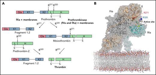 Prothrombin activation pathways and proposed model for prothrombin docking. (A) Schematic illustrates the 2 pathways for prothrombin processing by fXa and prothrombinase. fXa, with or without membranes, cleaves first at R271, releasing prethrombin-2 from fragment 1.2 (F1.2), followed by slow cleavage at R320 to form thrombin. Fully assembled prothrombinase first cleaves R320, leading to formation of the active intermediate, meizothrombin, followed by cleavage at R271, releasing thrombin from F1.2. (B) Representation of the proposed mode of prothrombin docking onto fully assembled prothrombinase. Prothrombin (gold semitransparent surface over cartoon) binds from the membrane (sticks) along the side of fVa (gray) to present the R320 cleavage site (indicated) to the active site of fXa (cyan; active site yellow). This initial docking mode keeps the otherwise favored R271 site remote from the active site of fXa.