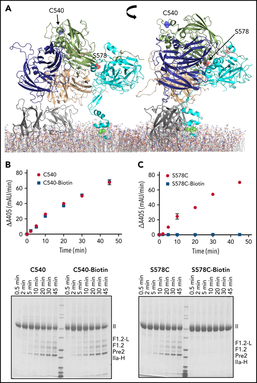 Validation of site-directed PEGylation method. (A) Cartoon representation of full-length pseutarin C (A1, purple; A2, green; A3, beige; C domains, gray; and fXa, cyan), indicating the position of Cys540 (blue balls) and Ser578 (red balls) that were selected as controls to validate the PEGylation method. ptfV has a free cysteine residue (Cys540) at the back of the molecule (A2 domain, green). This residue was selected as a negative control, because PEGylation was not expected to affect prothrombin binding. Ser578 is located in the binding interface between ptfV and ptfXa (cyan) in the pseutarin C structure and was therefore selected as a positive control to test the effect of PEGylation on pseutarin C activity. Both positions were labeled with maleimide-PEG11-biotin as described in the Methods section. The effects of both labeled (blue squares) and unlabeled (red circles) Cys540 (B) and S578C (C) were tested for prothrombin processing using chromogenic (top) and SDS-PAGE (bottom) assays. As expected, PEGylation of Cys540 had no effect on thrombin generation, whereas PEGylation of S578C completely prevented processing of prothrombin by pseutarin C. II, prothrombin; F1.2-L, F1.2+light chain; IIa-H, thrombin heavy chain; mAu, milli–absorbance unit.