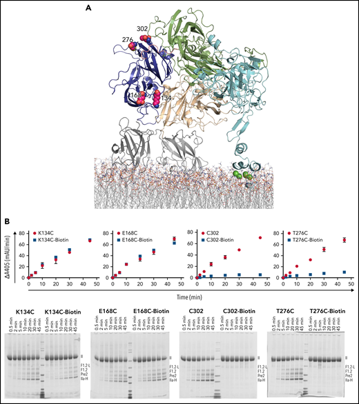 Site-directed PEGylation of A1 domain residues and effect on prothrombin processing. (A) Cartoon representation of full-length pseutarin C, colored as in Figure 2, indicating the positions of mutated and PEGylated residues on the A1 domain, shown as magenta balls. (B) Effects of both Cys mutation and PEGylation on thrombin generation were tested by chromogenic (top) and SDS-PAGE (bottom) assays (labeled as in Figure 2). II, prothrombin; F1.2-L, F1.2+light chain; IIa-H, thrombin heavy chain; mAu, milli–absorbance unit.