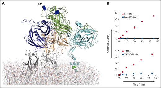 Site-directed PEGylation of A2 domain residues and effect on prothrombin processing. (A) Cartoon representation of full-length pseutarin C, colored as in Figure 2, indicating the positions of mutated and PEGylated residues on the A2 domain, shown as blue balls. (B) Effects of both Cys mutation (red circle) and PEGylation (blue square) on thrombin generation were tested by the chromogenic assay. mAu, milli–absorbance unit.
