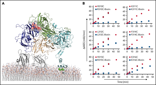 Site-directed PEGylation of a1-loop residues and their effect on thrombin generation. (A) Position of a1-loop mutations (balls) indicated in a cartoon representation of pseutarin C. (B) Effects of both Cys mutation (red circle) and PEGylation (blue square) on thrombin generation were tested by the chromogenic assay. mAu, milli–absorbance unit.