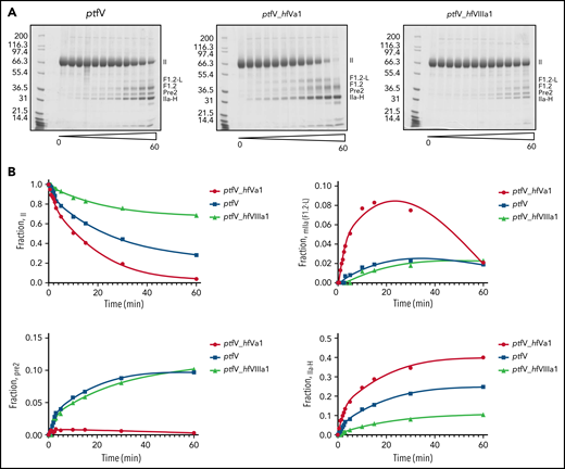 Monitoring of cleavage of prothrombin by ptfV chimeric variants using SDS-PAGE analysis. (A) Prothrombin processing by ptfXa in the presence of ptfV, ptfV_hfVa1, and ptfV_hfVIIIa1 was monitored for up to 60 minutes, and reaction products at selected time points were visualized by SDS-PAGE. (B) Fraction of total for each band was determined by densitometry analysis and plotted against time to assess disappearance of prothrombin (II) and appearance Pre-2 and meizothrombin (mIIa), inferred from F1.2+light chain (F1.2-L) band and thrombin heavy chain (IIa-H), as indicated.