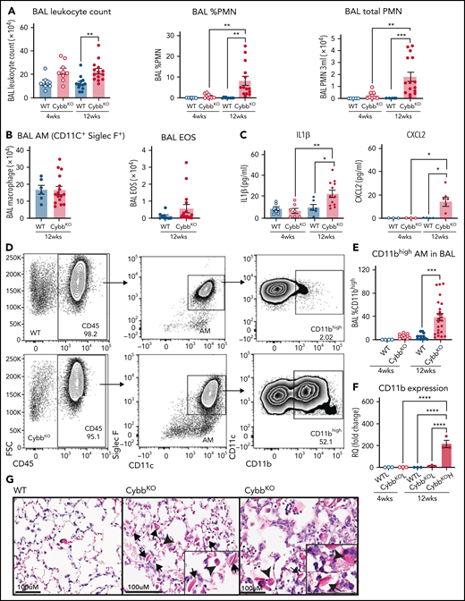 Mice with global deletion of NOX2 develop lung inflammation and a subset of CD11bhigh AMs. (A) BAL leukocyte count, flow cytometric analysis of the percentage of polymorphonuclear leukocytes (PMNs) and total PMNs in 3 mL BAL from 4- and 12-week-old WT and CybbKO male and female mice (n ≥ 7 in each group). (B) Flow cytometric analysis of total AMs (CD45+Siglec F+CD11c+ cells) and total eosinophils (EOS) (CD45+Siglec F+CD11c− cells) from 3 mL of BAL (n ≥ 7). (C) ELISA of IL-1β and CXCL2 in BAL (n ≥ 3 in each group). (D) Gating strategy to identify CD11b+ AMs in the BAL (CD45+SIglec F+ CD11c+CD11bhigh). (E) Percentage of AMs that are CD11bhigh in BAL samples from different groups (n ≥ 4). (F) CD11b expression by qRT-PCR in flow-sorted AMs of different groups. WTL, WT CD11blow AMs; CybbKO L, CybbKO CD11blow AMs; and CybbKO H, CybbKO CD11bhigh AMs (n = 3). (G) Lung sections from 12-week-old WT and CybbKO mice, as indicated, stained with hematoxylin-eosin showing intracellular (arrowhead) and extracellular eosinophilic crystals (arrow) in CybbKO mice. The rightmost panel shows lung tissue from a CybbKO mouse with small infiltrates adjacent to some of the crystals. Scale bars, 100 μm. Representative images from ≥5 mice of each genotype. Bar graph data are expressed as mean ± standard error of the mean. The Student t test was performed for samples distributed in 2 groups. *P < .05; **P < .01; ***P < .001. One-way analysis of variance was performed followed by Tukey’s post hoc analysis comparing multiple groups. Data represent at least 2 independent experiments. *P < .05; **P < .01; ***P < .001; ****P < .0001. ELISA, enzyme linked immunosorbent assay.