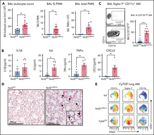 Mice with LysMCre-mediated deletion of NOX2 exhibit an inflammatory lung phenotype. (A) BAL leukocyte count, flow-cytometric analysis of the percentage of polymorphonuclear leukocytes (PMNs), and total PMNs in 3 mL BAL from 12-week-old Ncf2fl/fl and Ncf2LysMCre mice (n ≥ 7). (B) ELISA analysis of BAL samples from 12-week-old mice (n ≥ 6). (C) Flow cytometric analysis of CD11c+CD11bhigh macrophages from the CD45+Siglec F+ CD11c+ gate and the percentage that are CD11bhigh in BAL samples of 12-week-old mice (n ≥ 8). (D) Lung sections from12-week-old Ncf2fl/fl and Ncf2LysMcre mice stained with hematoxylin-eosin showing intracellular (arrowhead) and extracellular (arrow) eosinophilic crystals. Bars represent 250 μm. Representative images from more than 6 samples per genotype. (E) tSNE plot from CyTOF data of CD45+CD11c+Siglec F+ AMs from lung tissue harvested from 12-week-old WT, CybbKO and Ncf2LysMcre mice showing populations expressing CD11c, Siglec F, and CD11b. Representative plots from ≥4 samples in each group. Bar graph data are expressed as the mean ± standard error of the mean. The Student t test was performed for samples distributed in 2 groups. Data represented the results of at least 2 independent experiments. *P < .05; **P < .01; ***P < .001. CyTOF, cytometry by time of flight; t-SNE, t-distributed stochastic neighbor embedding.