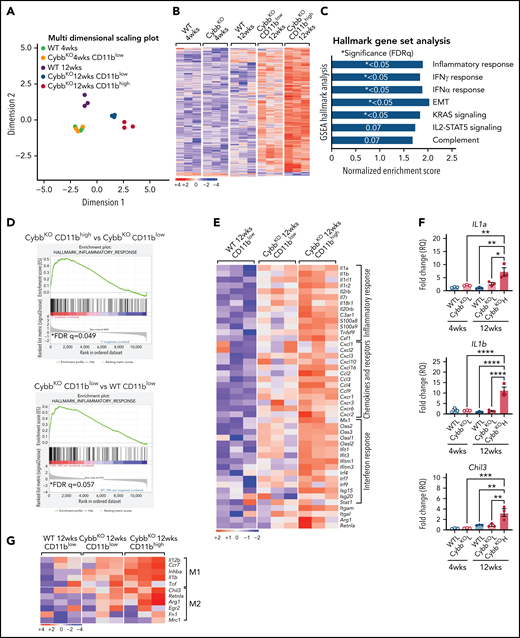 NOX2-deleted CD11bhigh AMs acquire an inflammatory transcriptional signature. (A) Multidimensional scaling plot of RNA-seq transcriptomes in 2 different dimensions showing the differences in gene signatures among the indicated groups of samples of AMs sorted from 4- and 12-week-old mice (n = 3 independent samples in each group). (B) Heat maps showing relative expression of the top 500 altered genes in AMs in the different groups, as indicated (n = 3 independent samples in each group). (C) Hallmark gene sets with significant changes in GSEA between CybbKO CD11bhigh and WT CD11blow AMs from 12-week-old mice. False-discovery rate (FDR)q <0.05 was considered significant (n = 3 independent samples for each group). (D) GSEA plot showing differences in the hallmark inflammatory response gene sets between AMs from 12-week-old CybbKO CD11bhigh and CybbKO CD11blow, as well as CybbKO CD11blow and WT CD11blow mice, as indicated. FDRq <0.05 considered significant (n = 3 independent samples for each group). (E) Heat map from RNA-seq data showing relative expression of selected genes in CybbKO and WT AMs from 12-week-old mice (n = 3 independent samples for each group). (F) qRT-PCR of gene expression in flow-sorted AMs from WT and CybbKO mice of different ages for selected genes. WTL, WT CD11blow AM; CybbKO L, CybbKO CD11blow AM; and CybbKO H, CybbKO CD11bhigh AM (n = 3 samples for each group). (G) Heat map from AM RNA-seq data for selected M1 and M2 genes, as indicated. (H) qRT-PCR for expression of selected genes in flow sorted AMs, as indicated, from Ncf2fl/fl and Ncf2LysMcre mice (n ≥ 3 samples for each group). Adjusted P values: *P < .05; **P < .01; ***P < .001. Bar graph data are expressed as the mean ± standard error of the mean. One-way analysis of variance was performed, followed by Tukey’s post hoc analysis. *P < .05; **P < .01; ***P < .001; ****P < .0001. FDR, false-discovery rate.